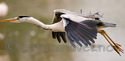 BB 08 0043 / Ardea cinerea / Gråhegre